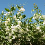 Sweet Peas Royal White Pure White Bloom Seeds