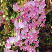 Sweet Peas Pearl Pink Delicate Pink Fragrant Bloom Seeds