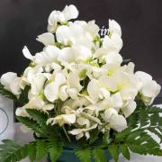 Sweet Peas Pearl White Classic White Fragrant Bloom Seeds