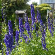 Monkshood Beautiful Purple Perennial Flower Seeds