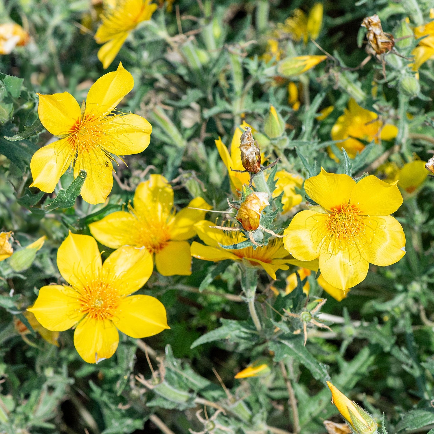 Lindley's Blazing Star