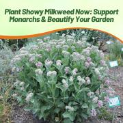 Milkweed Showy Tall Pink Fragrant Bloom Seeds