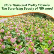 Milkweed Common Hardy Native Wildflower Seeds