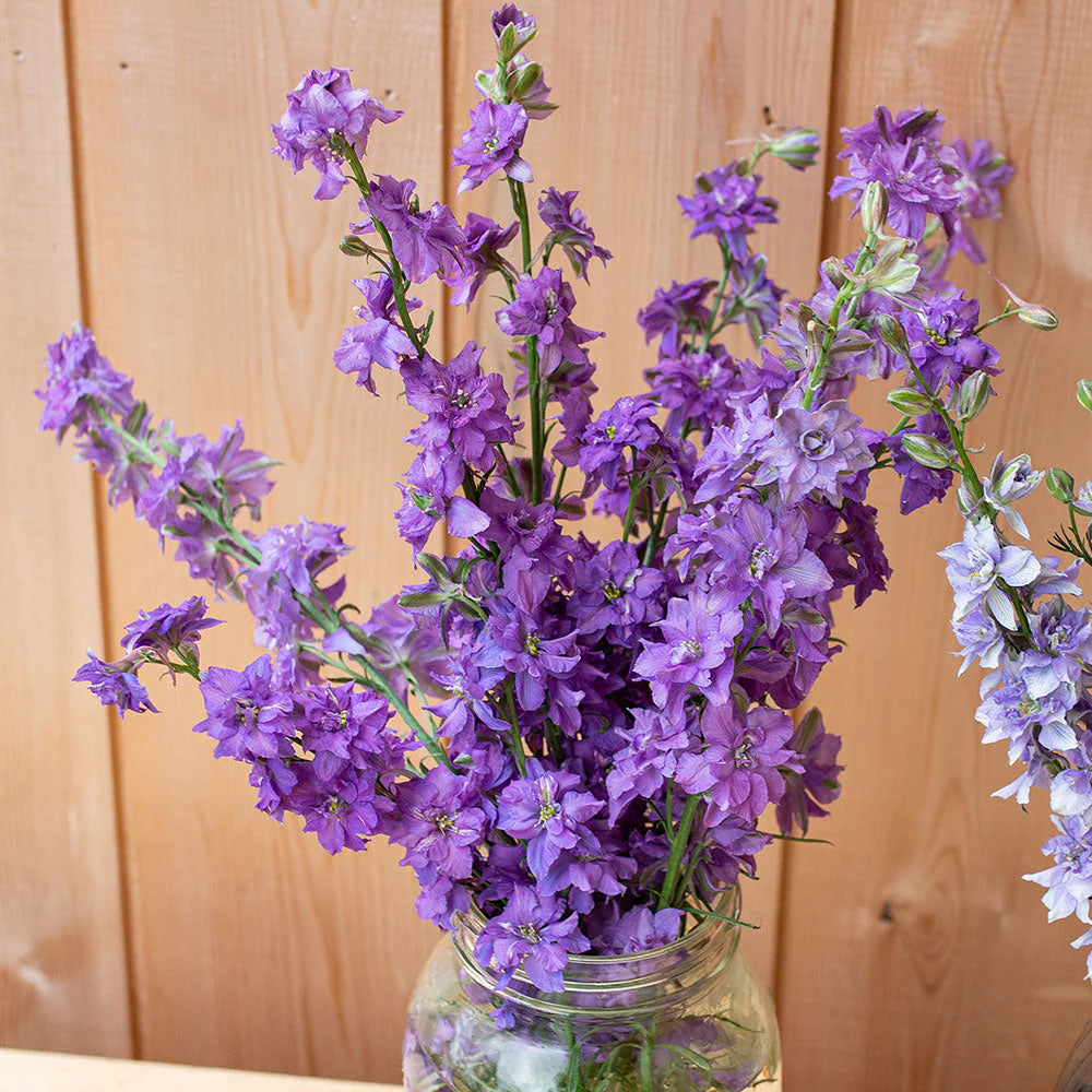 Delphinium Seeds - Lilac Spire