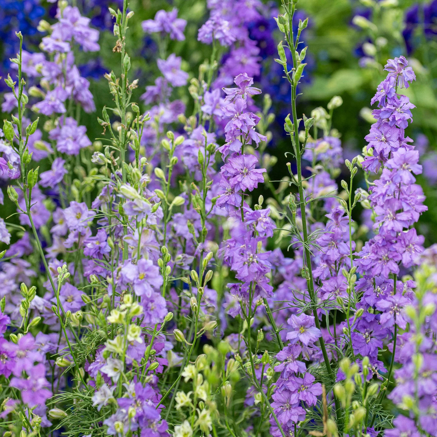 Delphinium Seeds - Lilac Spire