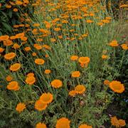 Marguerite Daisy Orange - Bushy Bright Daisy Bloom Seeds