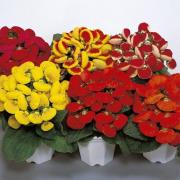 Slipper Flower Fashion Bright and Showy Bloom Seeds