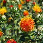 Safflower Orange Bright Spiky Petal Bloom Seeds