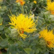 Safflower Yellow Sunny Golden Thistle-Like Bloom Seeds