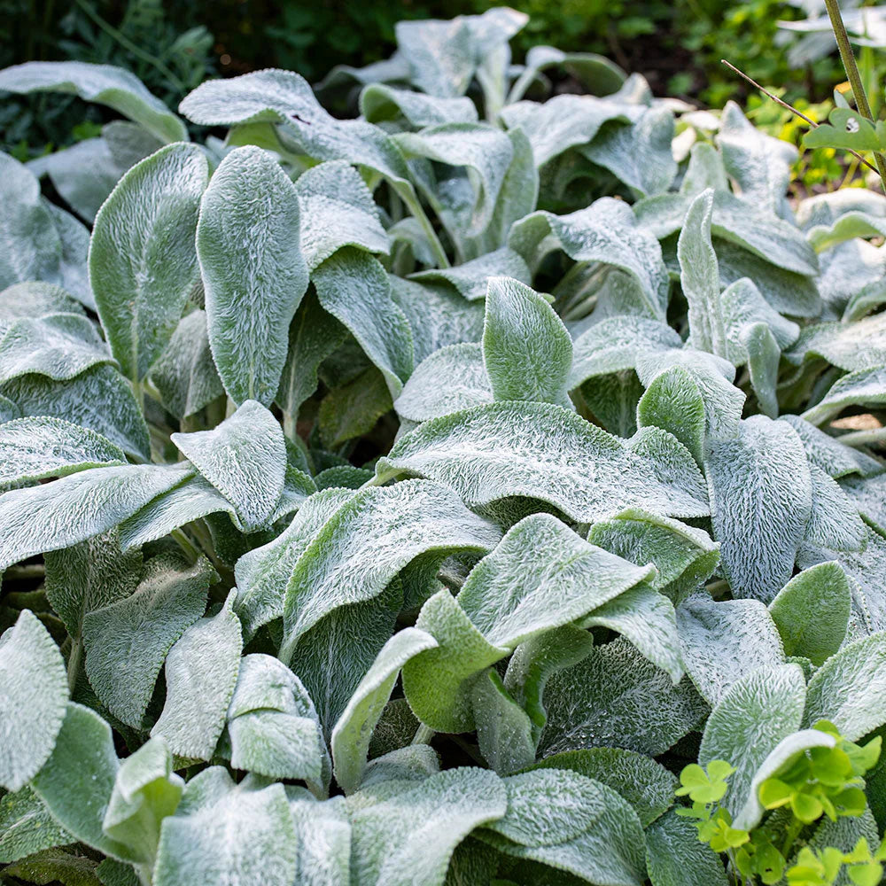 Gray Lambs Ear Plant Seeds for Planting