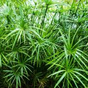 Umbrella Plant Decorative Green Foliage Seeds