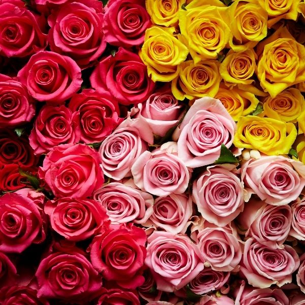 Rosa Seeds Mixed Rose Flower Seeds for Planting in Garden and Landscaping