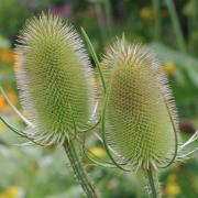 Teasel Wild Textured Dried Bloom Seeds