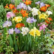 Freesia Mix Fragrant Bloom Flower Seeds