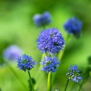 Gilia Capitata Blue Globe Wildflower Seeds