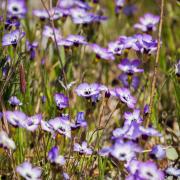 Gilia Tricolor Multicolored Wildflower Bloom Seeds