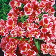 Godetia Rembrandt Unique Multicolor Bloom Flower Seeds