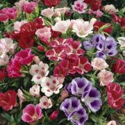 Godetia Monarch Stunning Pastel Bloom Flower Seeds