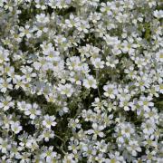 Gypsophila Repens White Creeping White Bloom Flower Seeds