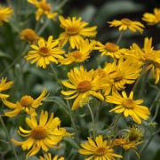 Helenium Hoopesii Sunburst Yellow Bloom Flower Seeds