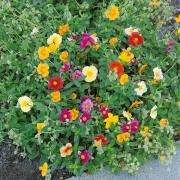 Rock Sun Rose Drought Tolerant Vibrant Bloom Seeds