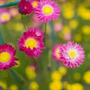 Helipterum Rose Soft Pink Paper Daisy Bloom Flower Seeds