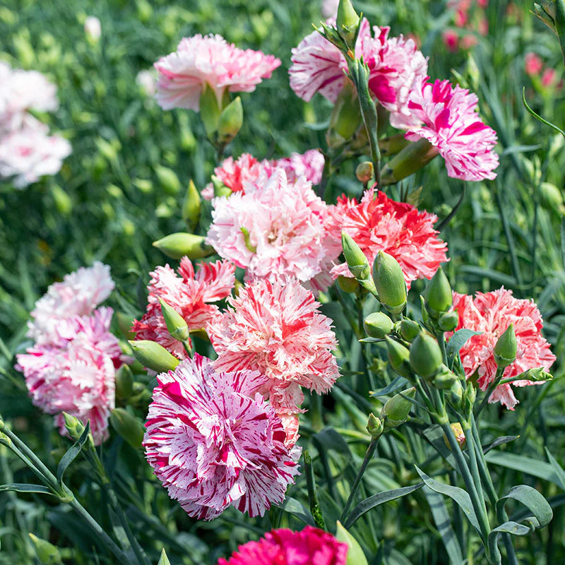Red and White Carnation Chabaud Picotee Flowering Seeds For Planting