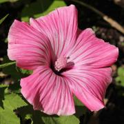 Rose Mallow Tanagra Deep Red Delicate Bloom Seeds