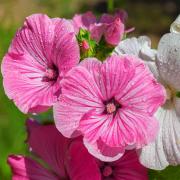 Rose Mallow Mix Colorful Hardy Hibiscus Bloom Seeds