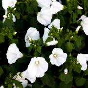 Rose Mallow Mont Blanc Pure White Majestic Bloom Seeds