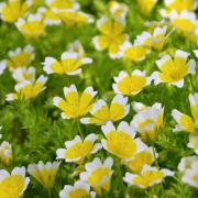 Limnanthes Douglasii - Poached Egg Flower Ground Cover Seeds