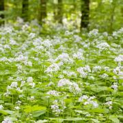 Money Plant White Moonlight Glow White Bloom Seeds