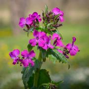 Money Plant Violet Purple Biennial Flower Seeds