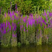 Purple Loosestrife Vibrant Magenta Wildflower Bloom Seeds