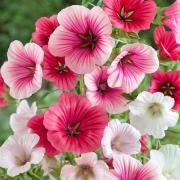 Malope Mix - Vibrant Cottage Garden Flower Seeds