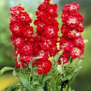 Stock Crimson Deep Red Fragrant Bloom Seeds