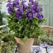 Stock Blue Rich Blue Fragrant Bloom Seeds