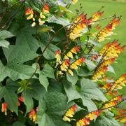 Mina Lobata Exotic Spanish Flag Vine Bloom Seeds