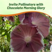 Morning Glory Chocolate Unique Brown Toned Bloom Seeds