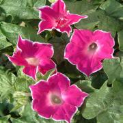 Morning Glory Red Picotee Bold Red and White Edged Bloom Seeds