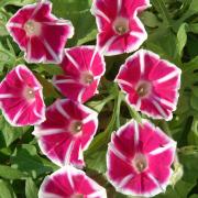 Morning Glory Rosita Deep Pink Climbing Bloom Seeds