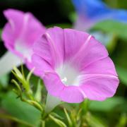 Morning Glory Pink Soft Pastel Pink Climbing Bloom Seeds