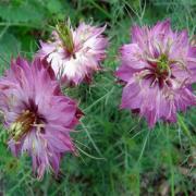 Nigella Rose Soft Pink Romantic Bloom Seeds