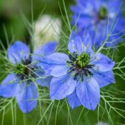 Nigella Indigo Deep Blue Unique Bloom Seeds