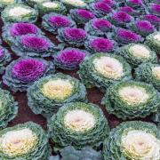 Ornamental Cabbage Colorful Leafy Decorative Seeds