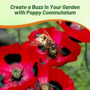 Poppy Commutatum Stunning Red Black-Centered Bloom Seeds