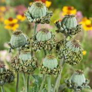 Poppy Hen and Chickens Unique Clustered Bloom Seeds