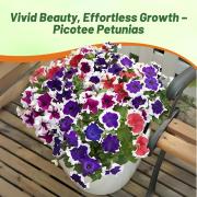 Petunia Multiflora Picotee Elegant White Edged Bloom Seeds