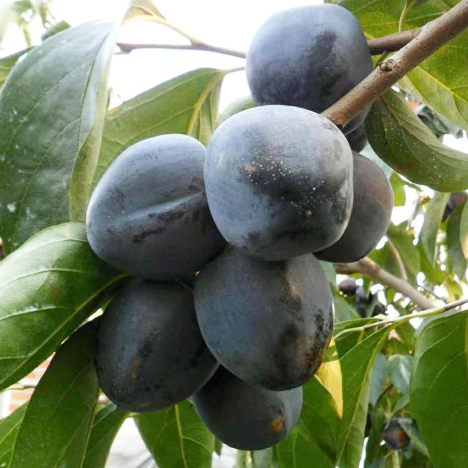 Digyna Fruit Seeds for Growing Sweet and Exotic Fruit Trees