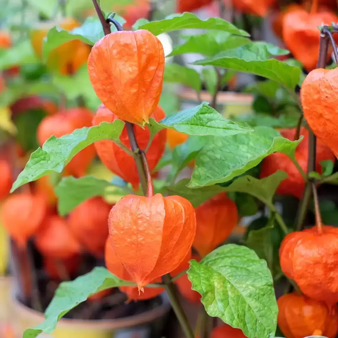 Physalis Alkekengi Seeds for Unique Decorative and Edible Plants